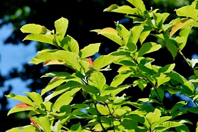 Magnolia x kewensis 'Wada's Memory' - šácholan japonský x vrbolistý - letní listy